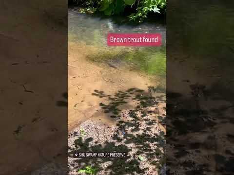 Birdwatching in Oyster Bay Long Island NY video thumbnail